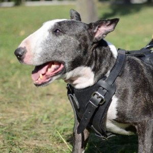 Черная шлея из кожи для бультерьера «Working Dog»